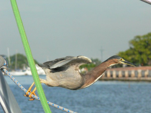 150- L'envol du heron 